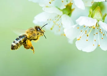Atlas de La Biodiversité d'Alès Agglomération