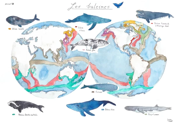 Baleines.png